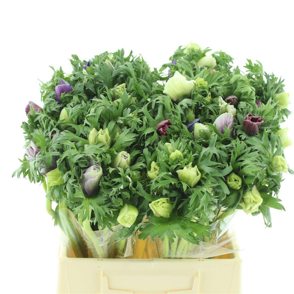 Срезанные цветы оптом Anemone pastel mix in bucket от 100шт из Голландии с доставкой по России