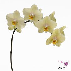 Срезанные цветы оптом Phalaenopsis detroit (per flower) от 50шт. из Голландии с доставкой по России