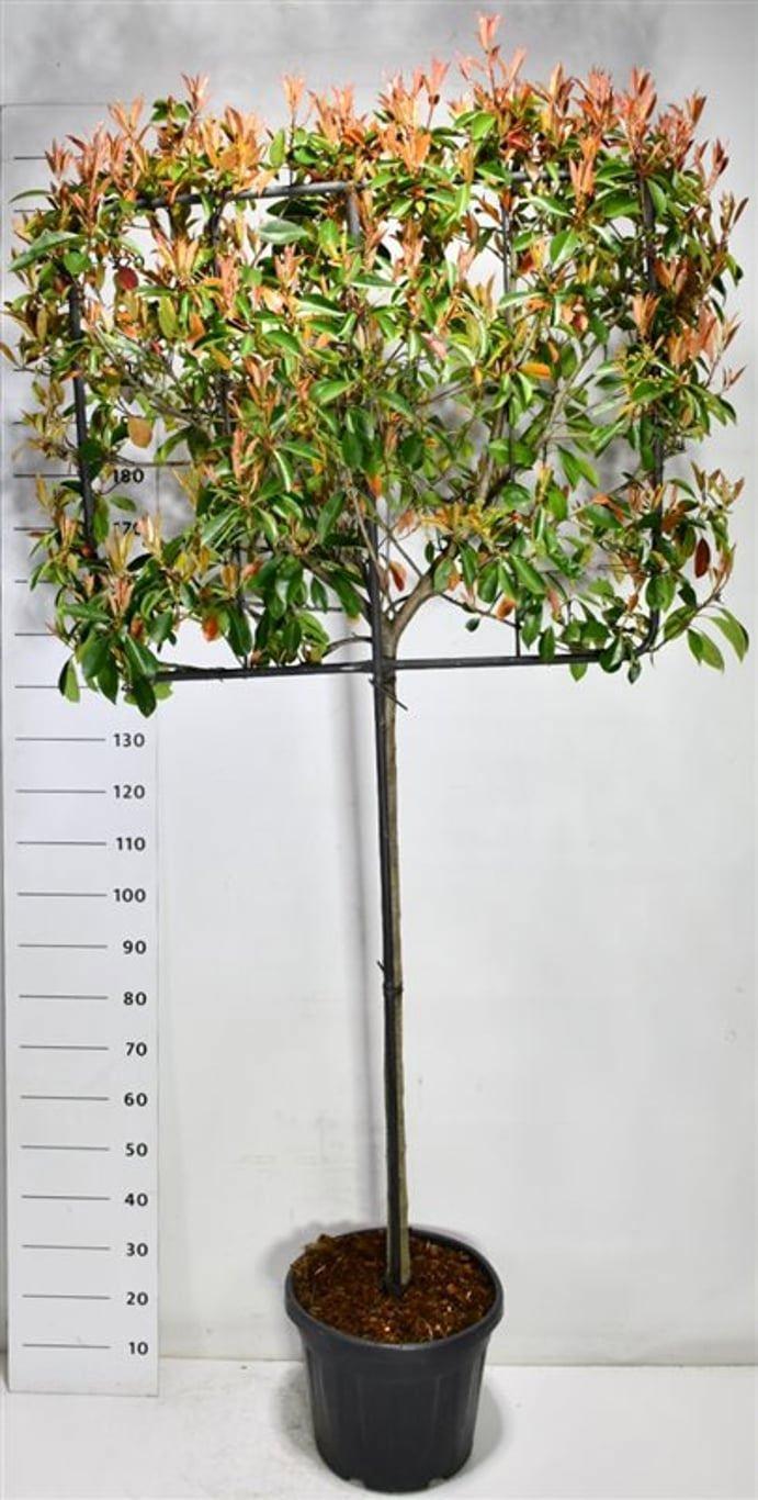 Горшечные цветы и растения оптом Photinia Fraseri little Red Robin от 1шт из Голландии с доставкой по России