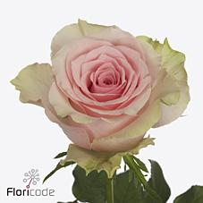 Срезанные цветы оптом Rosa large tango от 60шт из Голландии с доставкой по России