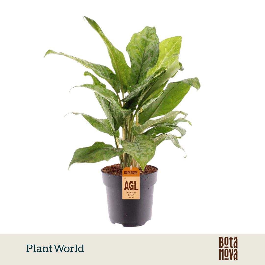 Горшечные цветы и растения оптом Aglaonema Peacock от 6шт из Голландии с доставкой по России