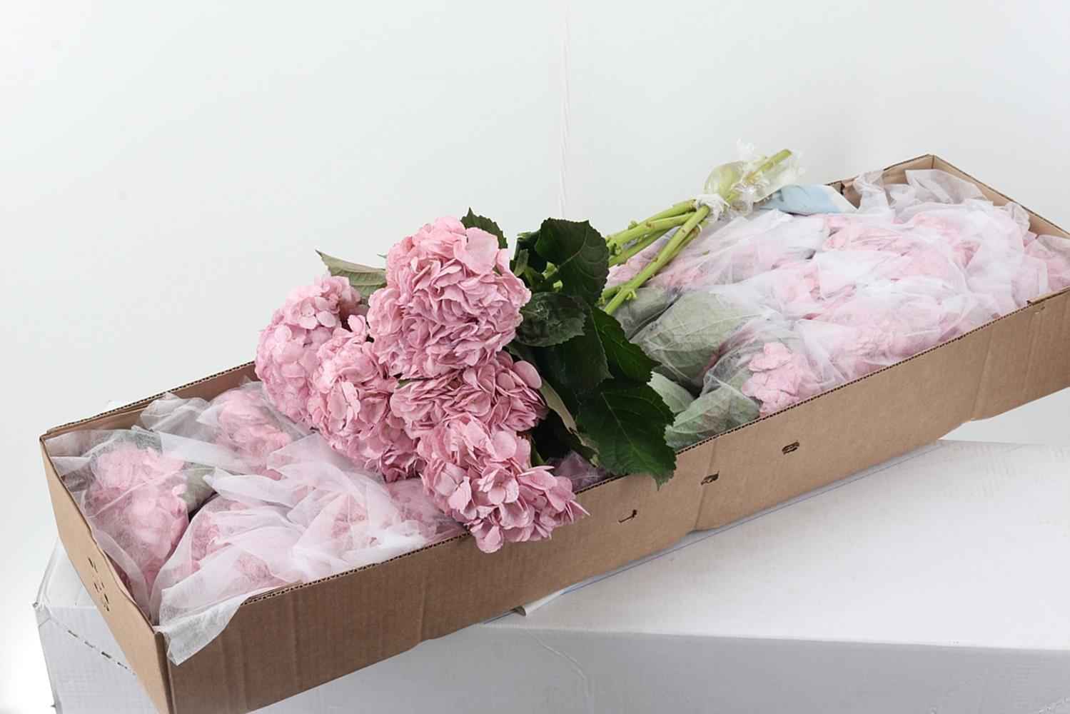 Срезанные цветы оптом Hydrangea box old pink от 30шт из Голландии с доставкой по России