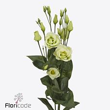 Срезанные цветы оптом Lisianthus do rosita green от 40шт. из Голландии с доставкой по России