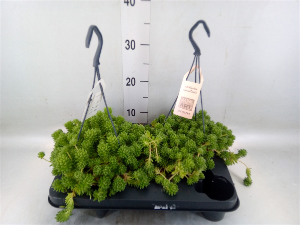 Горшечные цветы и растения оптом Sedum   ... от 2шт из Голландии с доставкой по России