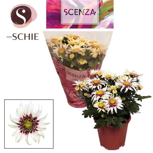 Горшечные цветы и растения оптом Chrys Anemona White-purple (scenza) от 8шт из Голландии с доставкой по России