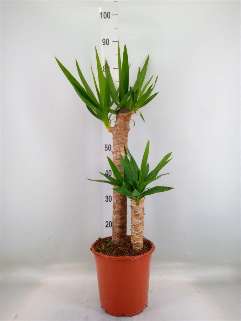 Горшечные цветы и растения оптом Yucca   ... от 1шт из Голландии с доставкой по России