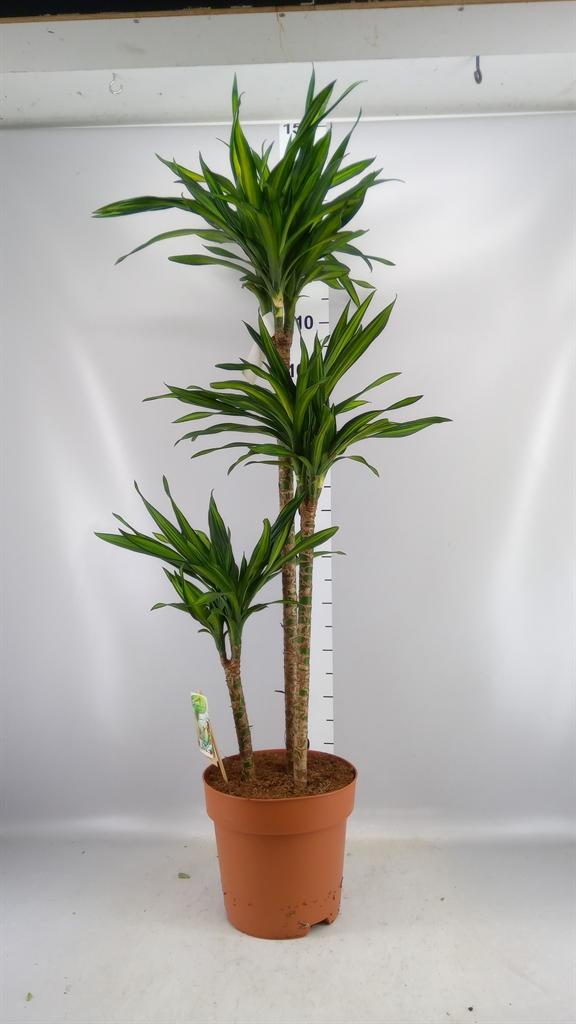 Горшечные цветы и растения оптом Dracaena Frag. riki от 1шт из Голландии с доставкой по России