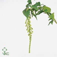 Срезанные цветы оптом Amaranthus caudatus cycloop от 50шт из Голландии с доставкой по России