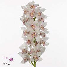 Срезанные цветы оптом Minicymbidium white belinda от 6шт. из Голландии с доставкой по России