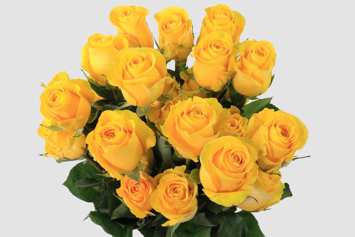 Срезанные цветы оптом Rosa ec brighton от 100шт из Голландии с доставкой по России