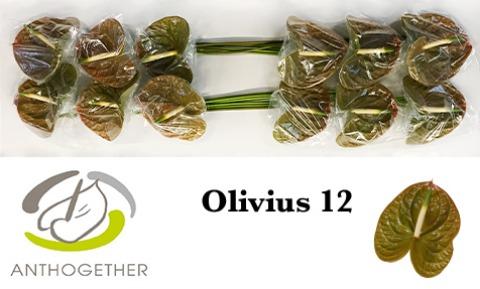 Срезанные цветы оптом Anthurium olivius от 12шт из Голландии с доставкой по России