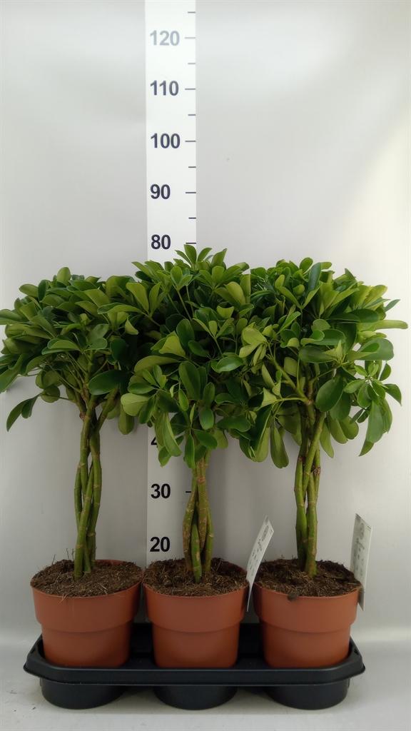 Горшечные цветы и растения оптом Schefflera Arbor. compacta от 3шт из Голландии с доставкой по России