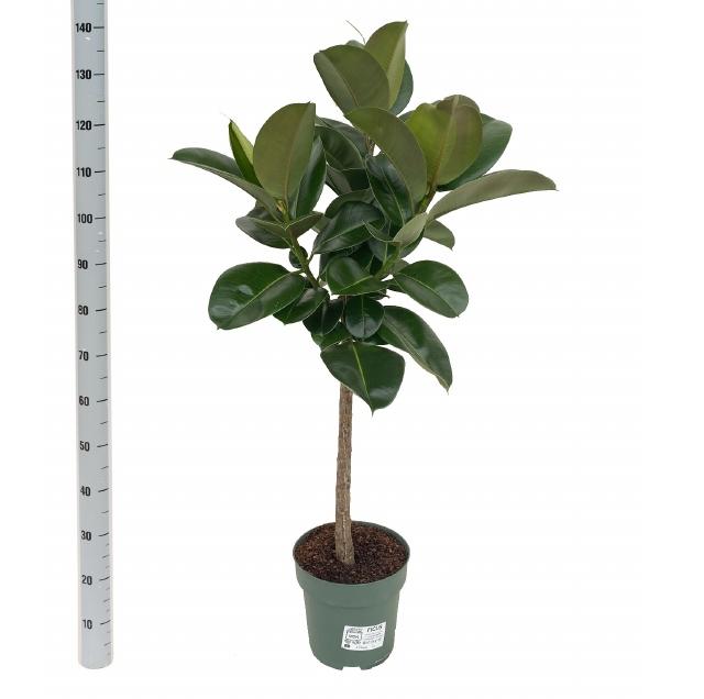 Горшечные цветы и растения оптом Ficus El Robusta On Stem Watermeter от 1шт из Голландии с доставкой по России