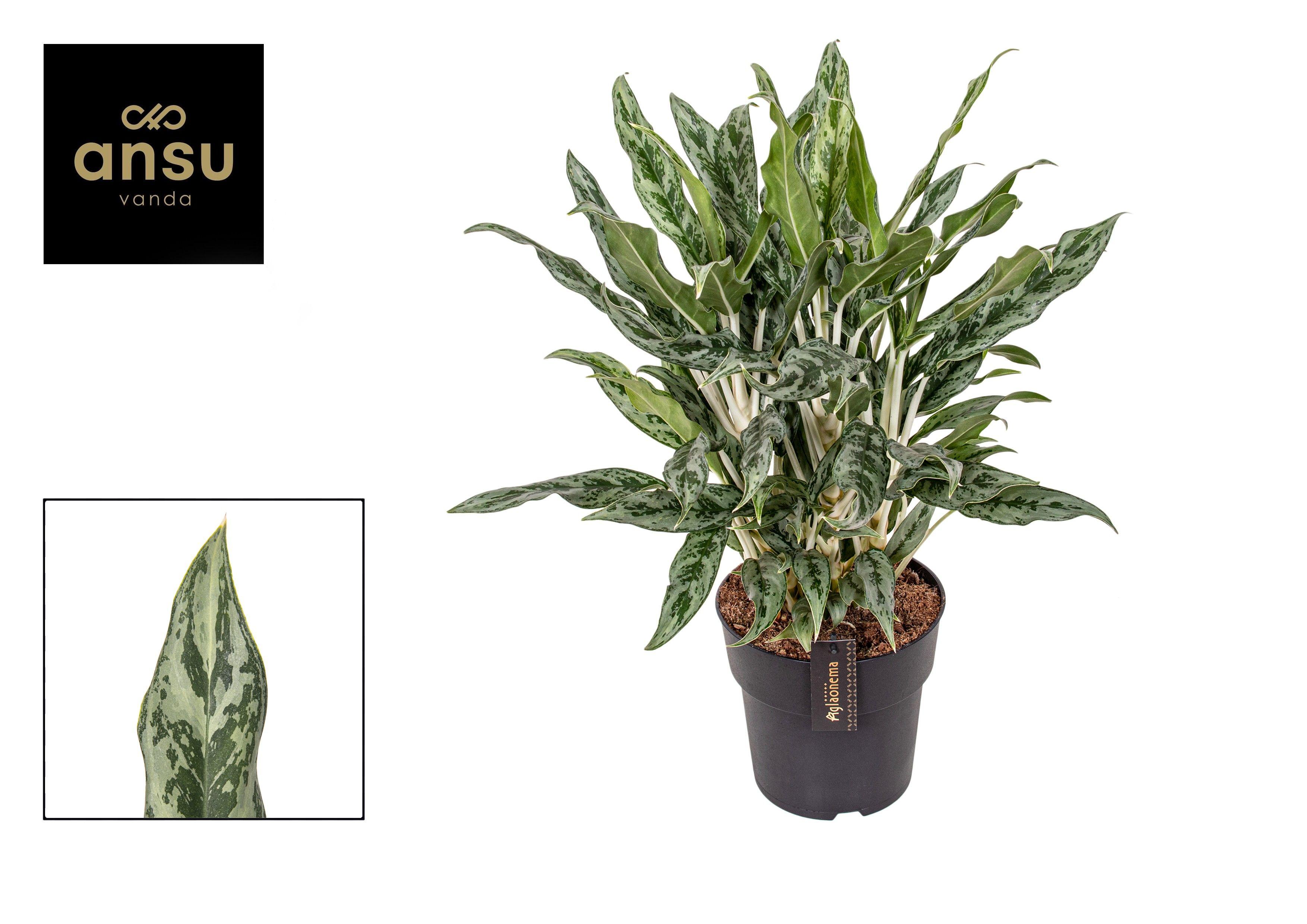 Горшечные цветы и растения оптом Aglaonema Greyhound от 2шт из Голландии с доставкой по России