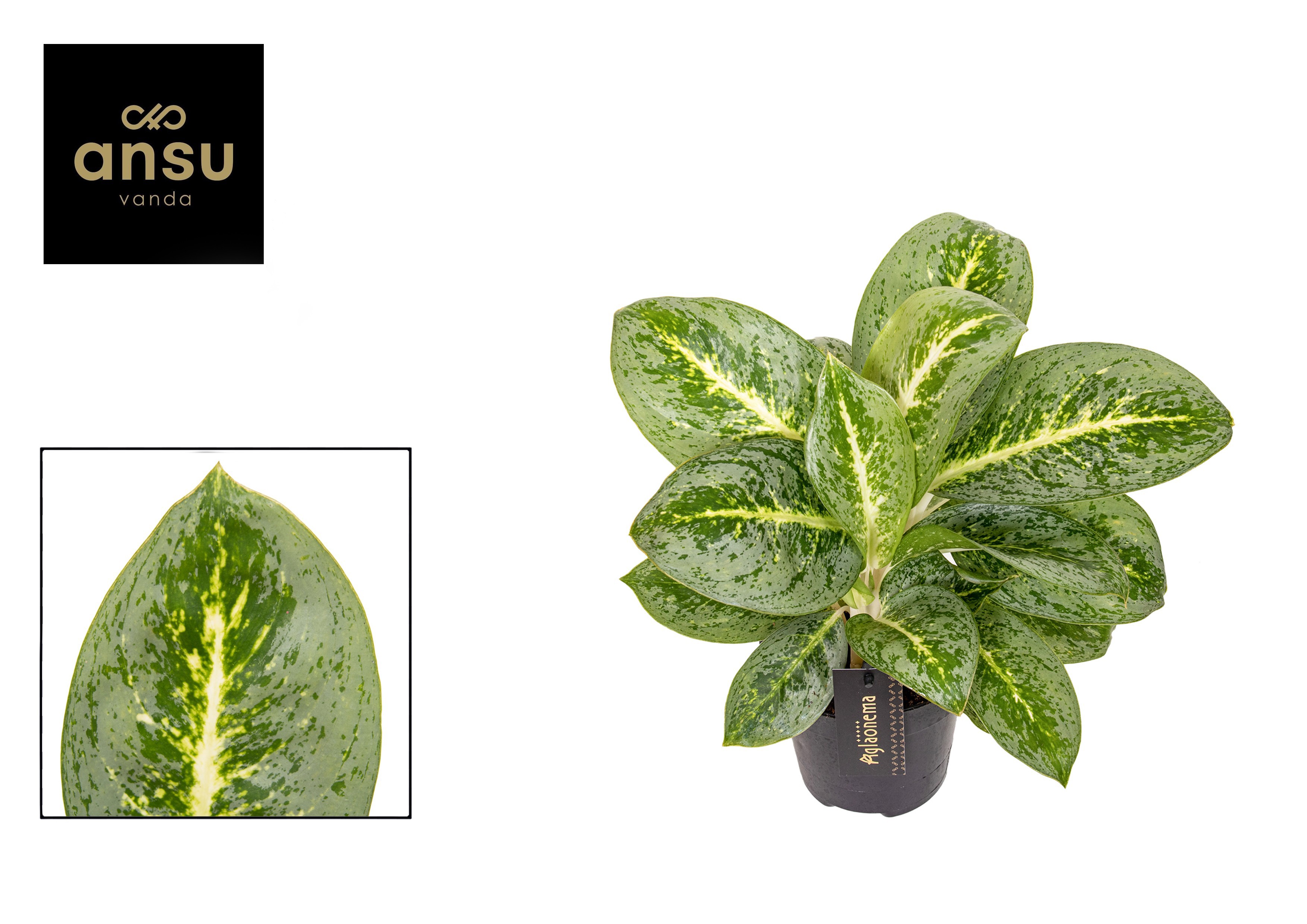 Горшечные цветы и растения оптом Aglaonema Lemon Mint от 6шт из Голландии с доставкой по России