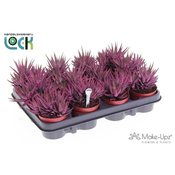 Горшечные цветы и растения оптом Haworthia Bigband Make Upz Roze от 12шт (для телеги) из Голландии с доставкой по России