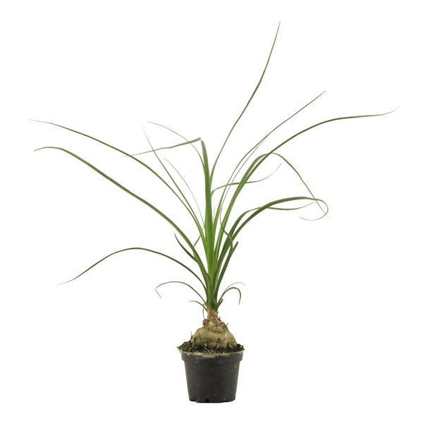 Горшечные цветы и растения оптом Beaucarnea Bol от 14шт (для телеги) из Голландии с доставкой по России