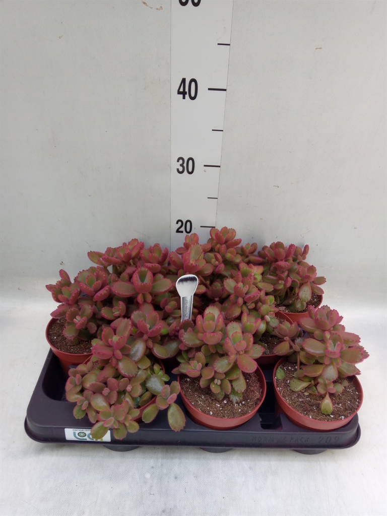 Горшечные цветы и растения оптом Cotyledon Tome. Ladys. от 9шт из Голландии с доставкой по России