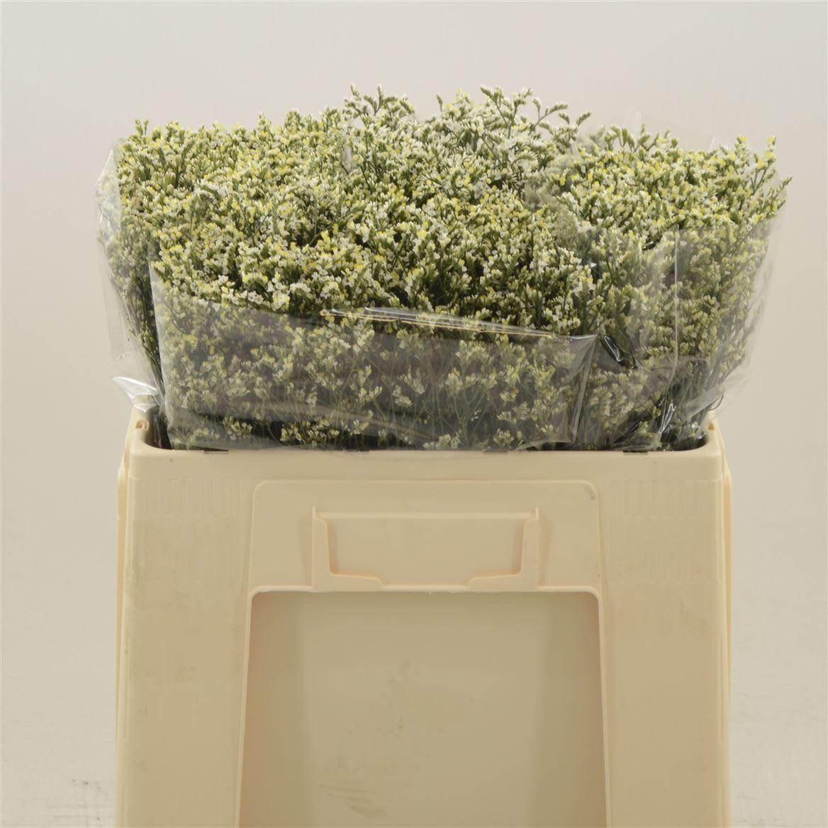Срезанные цветы оптом Limonium china white от 100шт из Голландии с доставкой по России