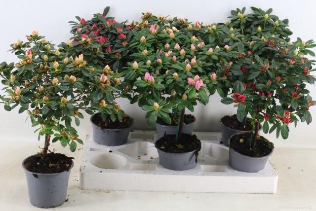 Горшечные цветы и растения оптом Rhodo Ov от 6шт из Голландии с доставкой по России