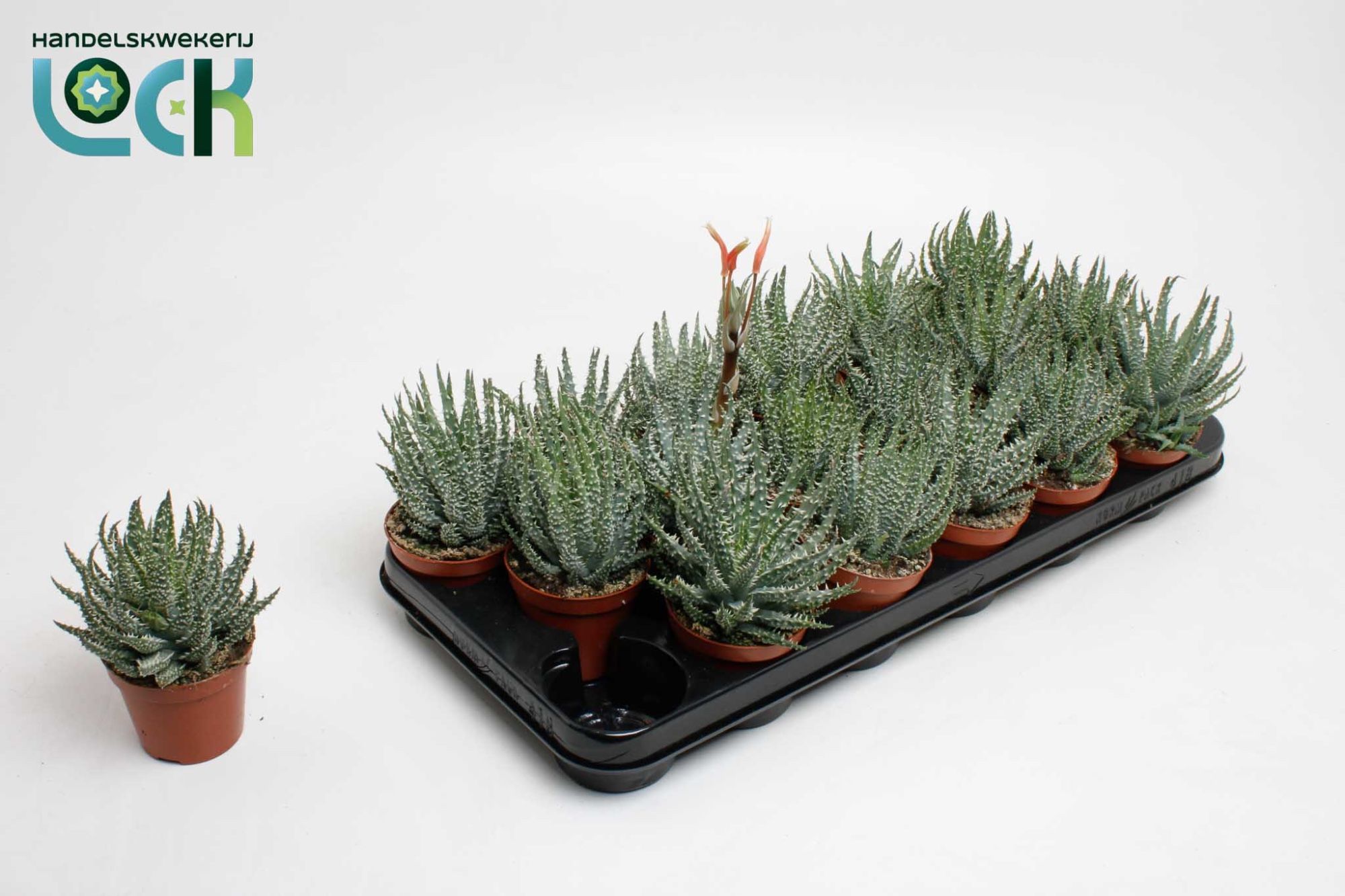 Горшечные цветы и растения оптом Aloe Humulis + Flower от 12шт (для телеги) из Голландии с доставкой по России