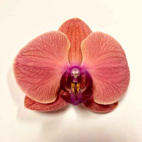 Срезанные цветы оптом Phalaenopsis asian coral (per stem) от 18шт из Голландии с доставкой по России