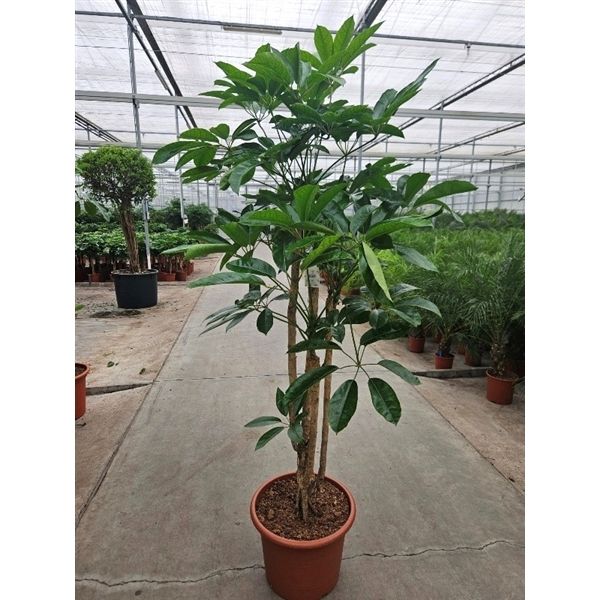 Горшечные цветы и растения оптом Schefflera Actinophylla Amate от 1шт из Голландии с доставкой по России