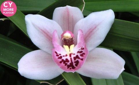 Срезанные цветы оптом Minicymbidium sabrina от 20шт из Голландии с доставкой по России