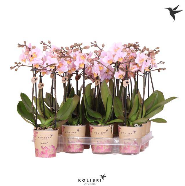 Горшечные цветы и растения оптом Phalaenopsis Mf. Pink от 6шт из Голландии с доставкой по России