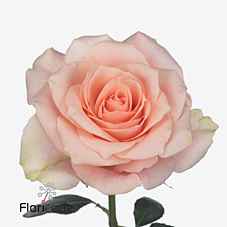Срезанные цветы оптом Rosa la harmony in peach от 60шт из Голландии с доставкой по России