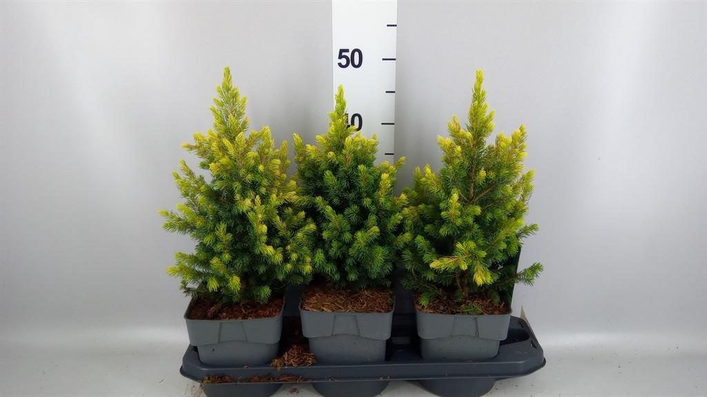 Горшечные цветы и растения оптом Picea Glauca от 3шт из Голландии с доставкой по России