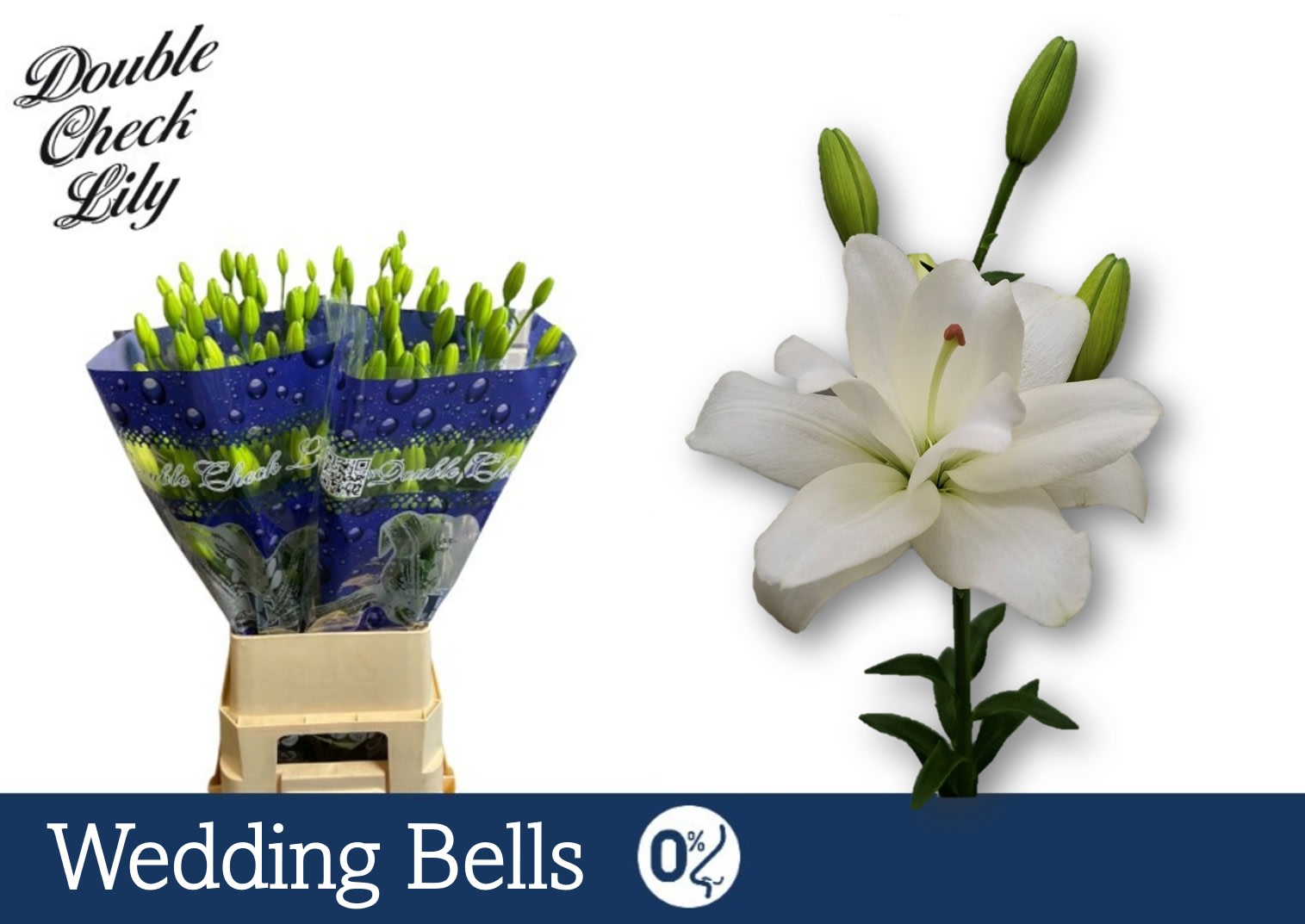 Срезанные цветы оптом Lilium la wedding bells от 60шт из Голландии с доставкой по России