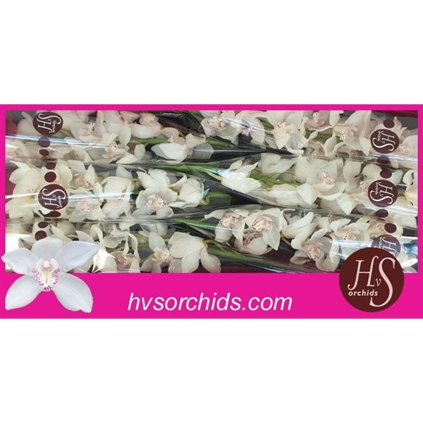 Срезанные цветы оптом Cymbidium white snowwhite от 6шт. из Голландии с доставкой по России