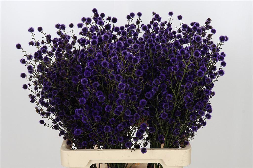 Срезанные цветы оптом Stillingia paint purple от 50шт из Голландии с доставкой по России
