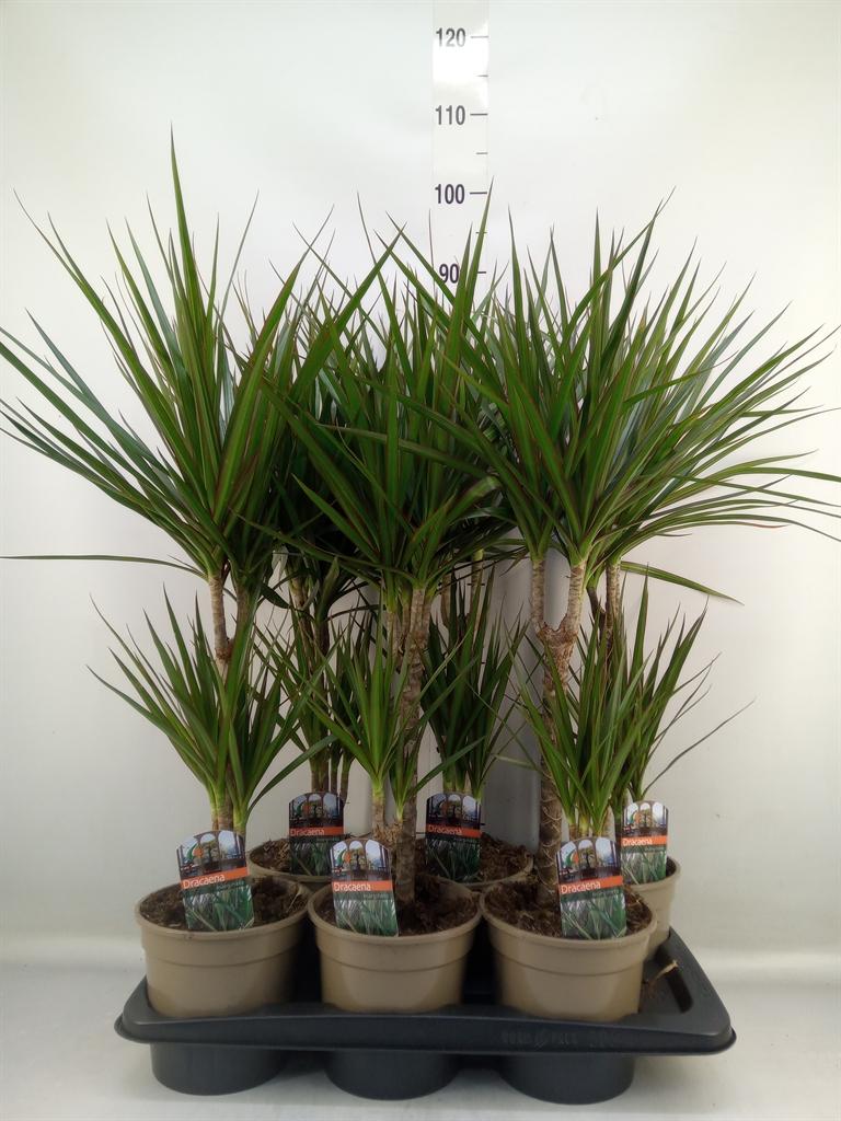 Горшечные цветы и растения оптом Dracaena Marg. от 6шт из Голландии с доставкой по России