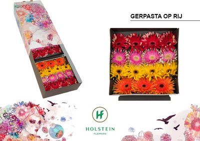 Срезанные цветы оптом Gerbera gerpasta mix in row от 45шт из Голландии с доставкой по России