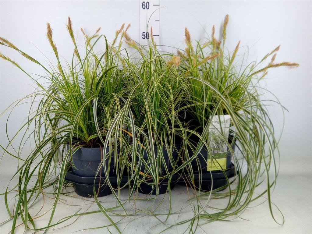 Горшечные цветы и растения оптом Siergras   ...              [grass] от 3шт из Голландии с доставкой по России