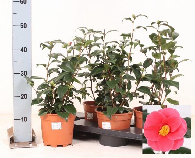 Горшечные цветы и растения оптом Came Japonica от 4шт из Голландии с доставкой по России