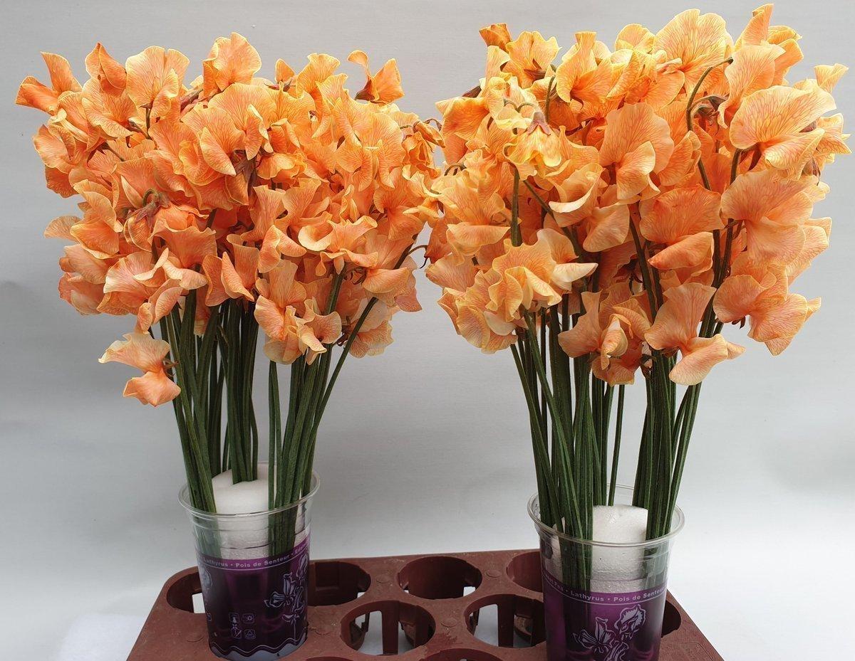 Срезанные цветы оптом Lathyrus paint orange magic от 50шт. из Голландии с доставкой по России