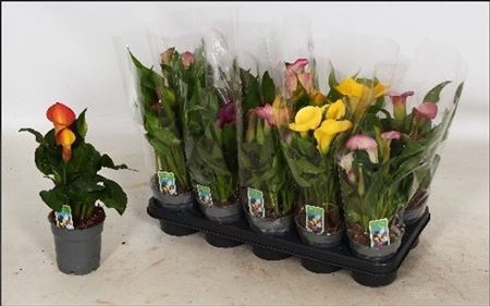 Горшечные цветы и растения оптом Zant Gem 4 + In Deco Pot * Spring Deal * от 10шт из Голландии с доставкой по России