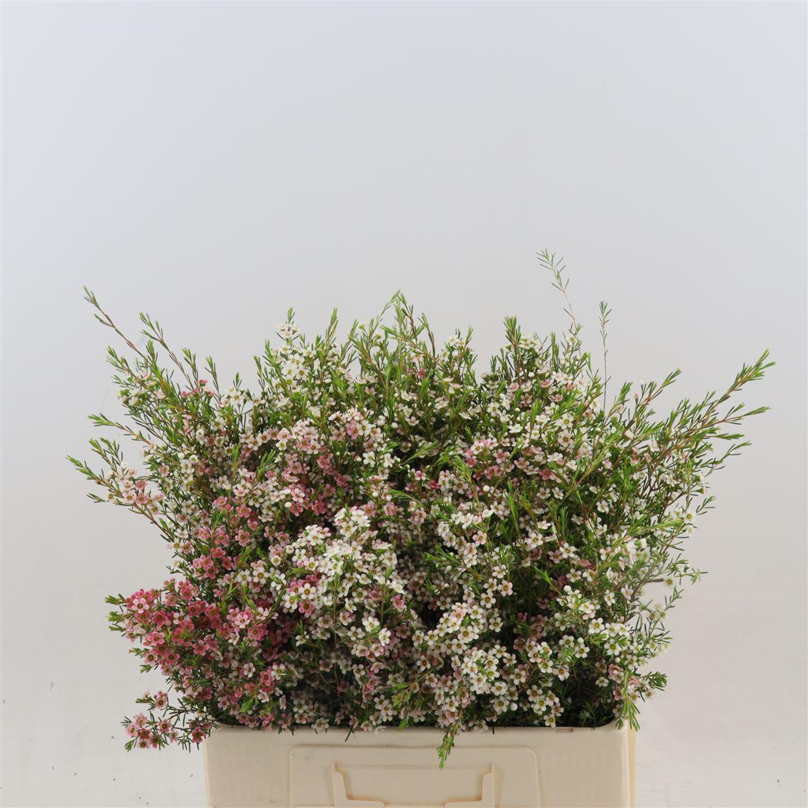 Срезанные цветы оптом Chamelaucium my sweet 16 от 100шт из Голландии с доставкой по России