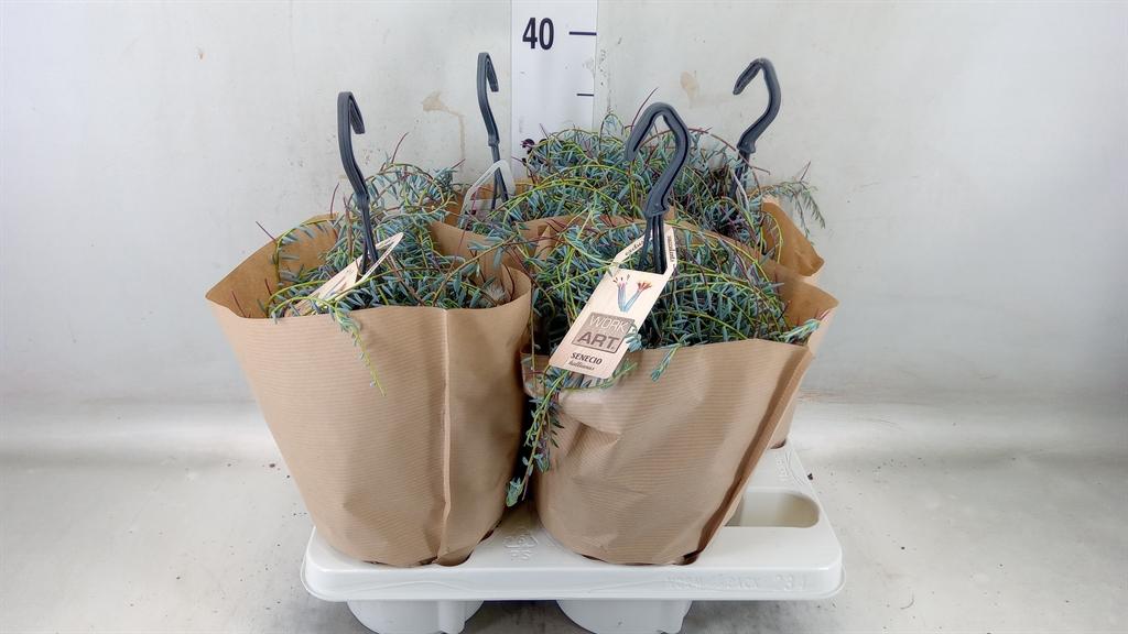 Горшечные цветы и растения оптом Senecio   ... от 4шт из Голландии с доставкой по России