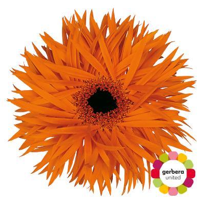 Срезанные цветы оптом Gerbera diamond orange springs от 30шт из Голландии с доставкой по России