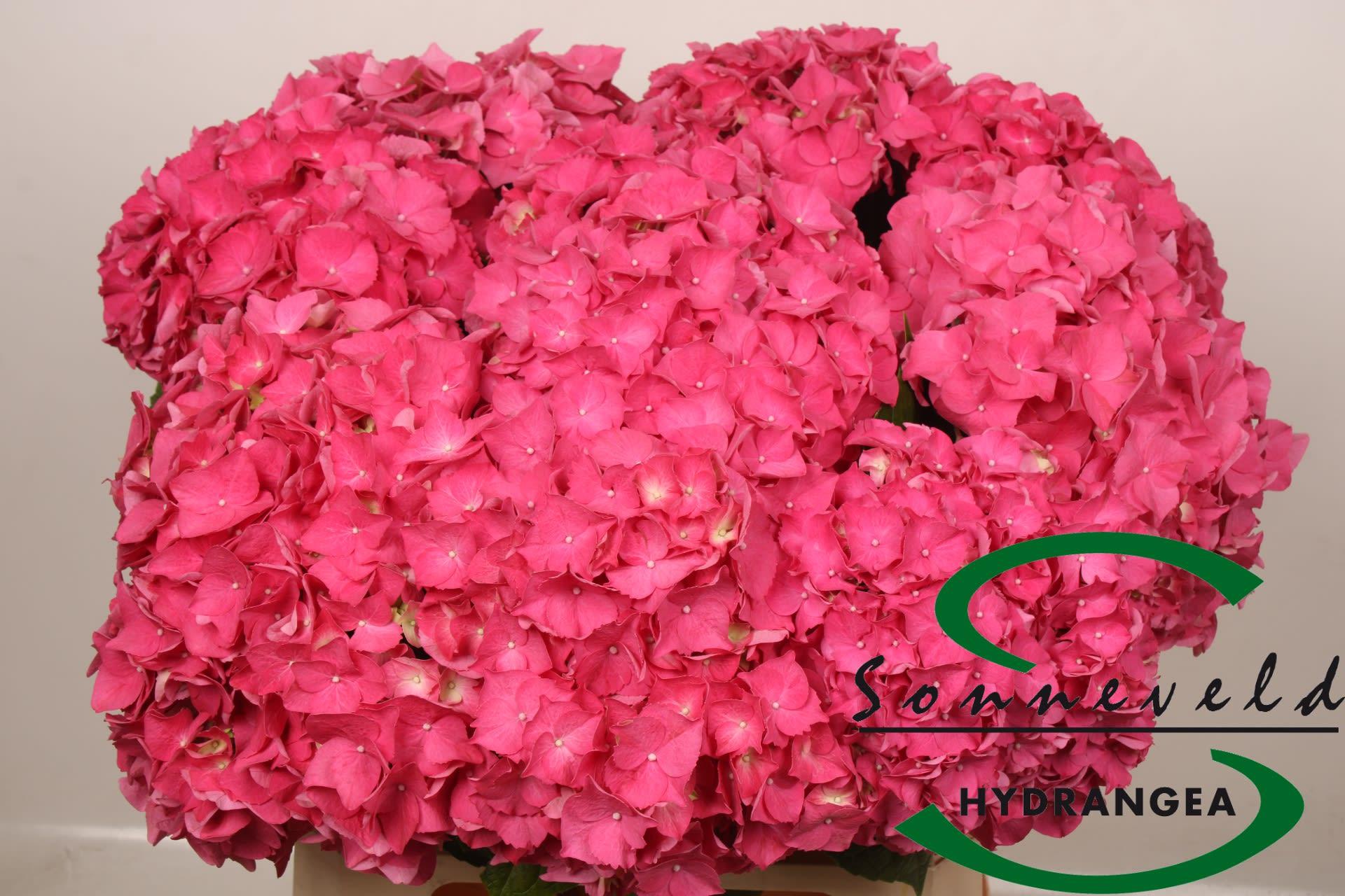 Срезанные цветы оптом Hydrangea rodeo red от 10шт из Голландии с доставкой по России