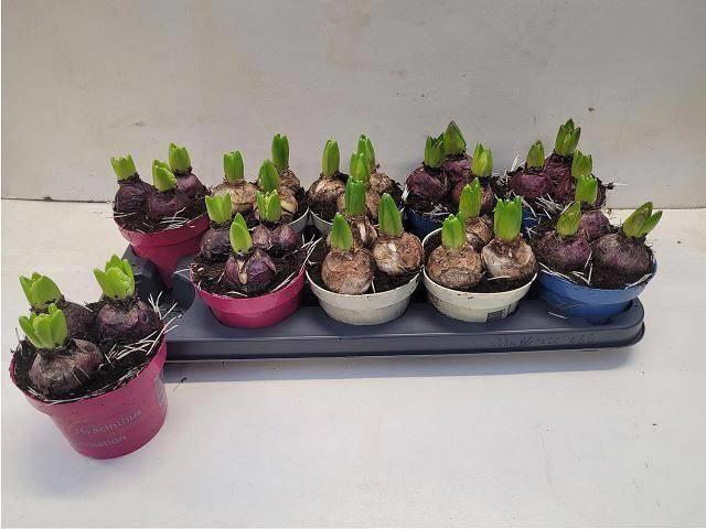 Горшечные цветы и растения оптом Hyacin Gem 3 Kl от 10шт' из Голландии с доставкой по России