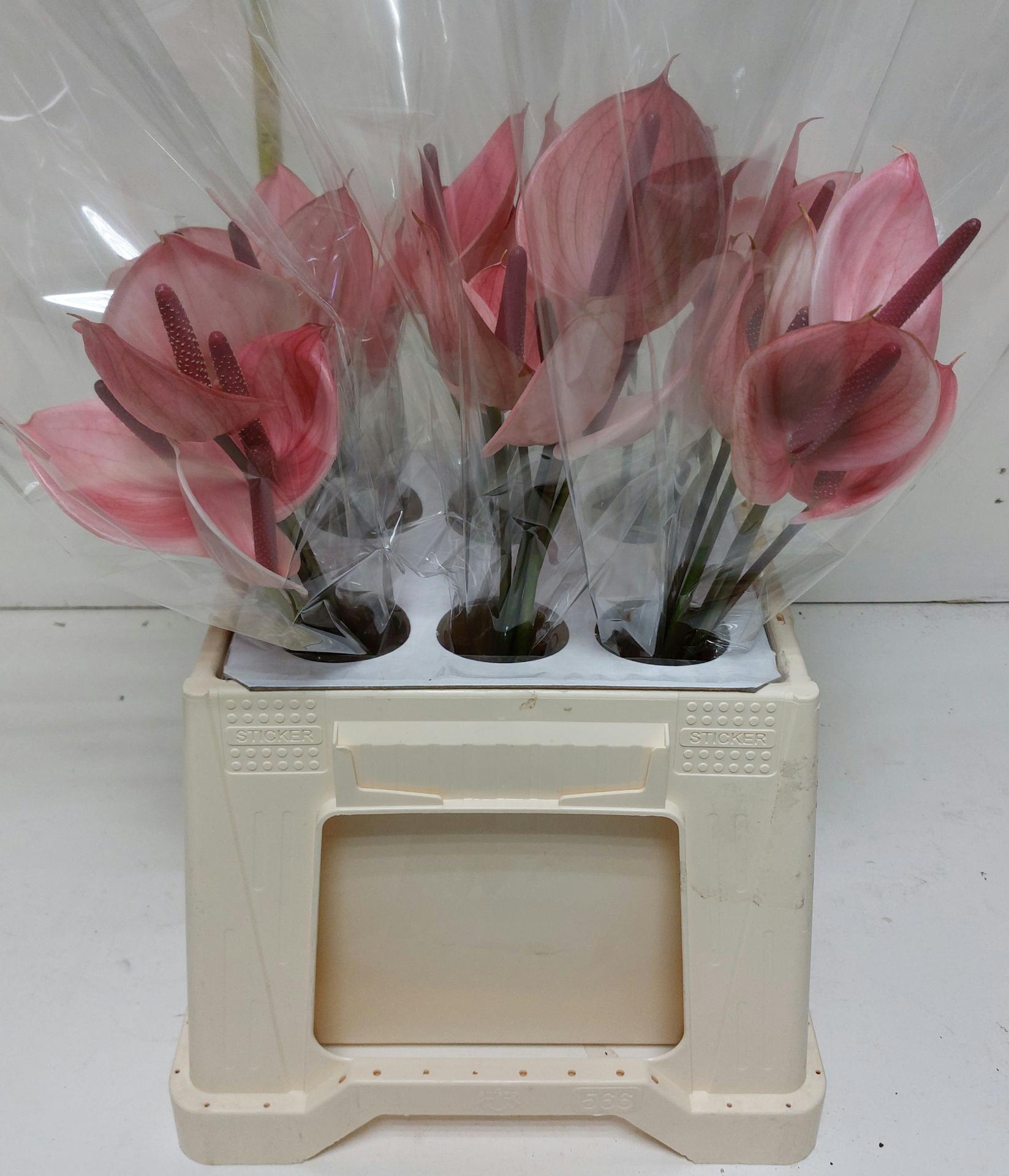 Срезанные цветы оптом Anthurium peruzzi от 30шт из Голландии с доставкой по России