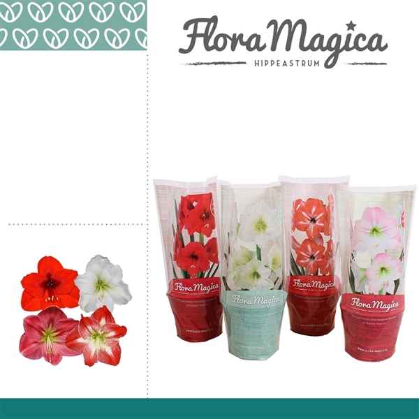 Горшечные цветы и растения оптом Hipp Mix 2pp Flora Magica Sleeve от 8шт из Голландии с доставкой по России