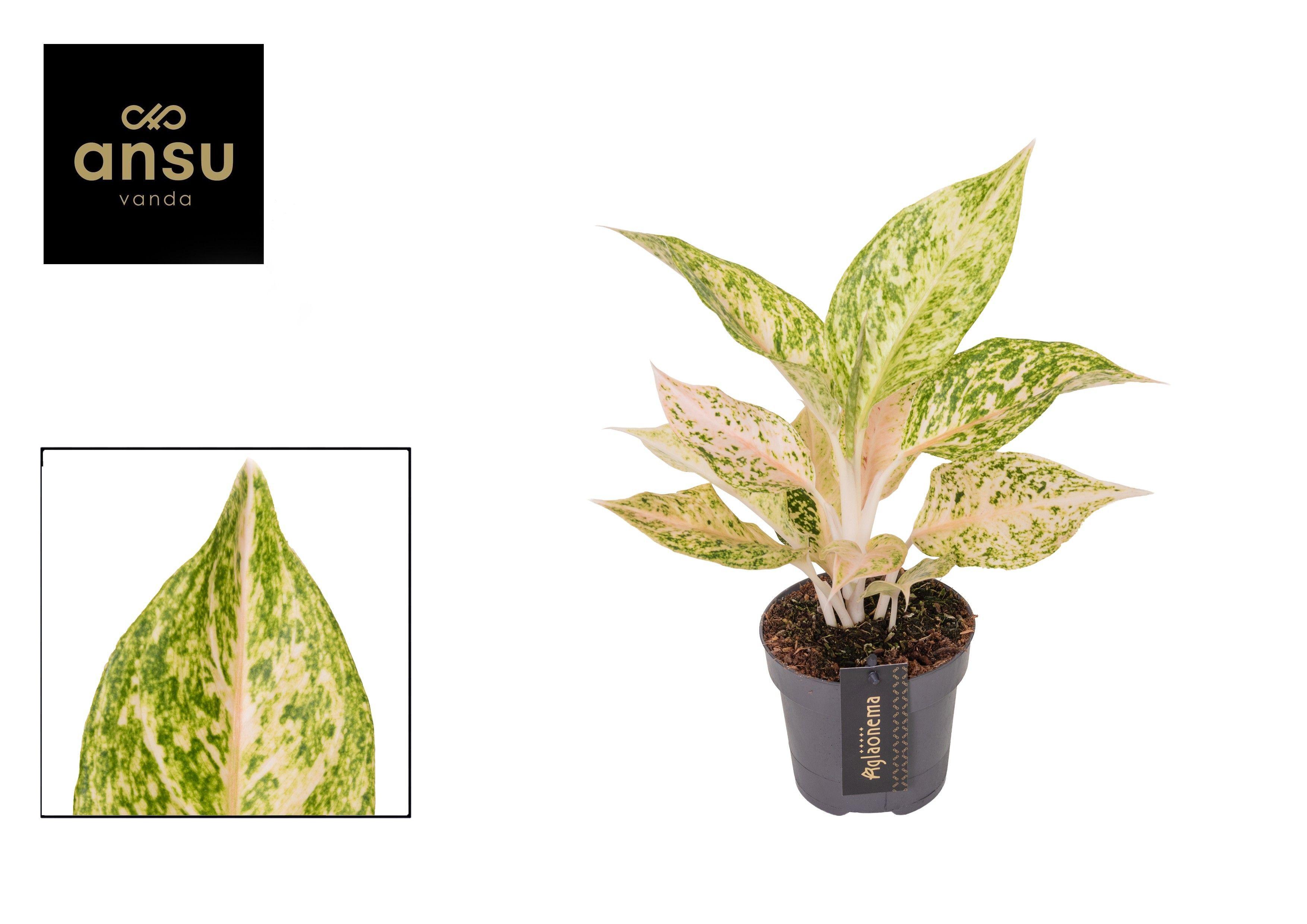 Горшечные цветы и растения оптом Aglaonema Avocado Sprinkles от 6шт из Голландии с доставкой по России