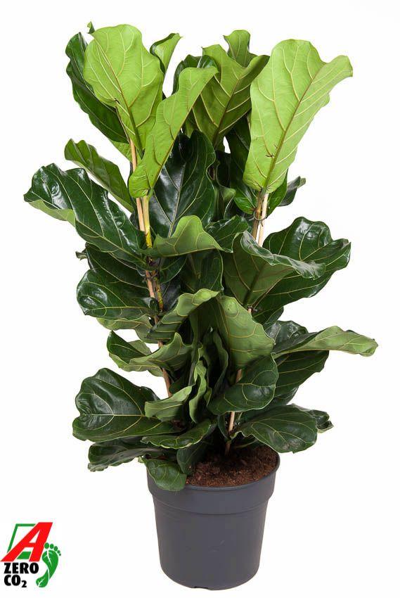 Горшечные цветы и растения оптом Ficus Lyrata 3pp A от 1шт из Голландии с доставкой по России