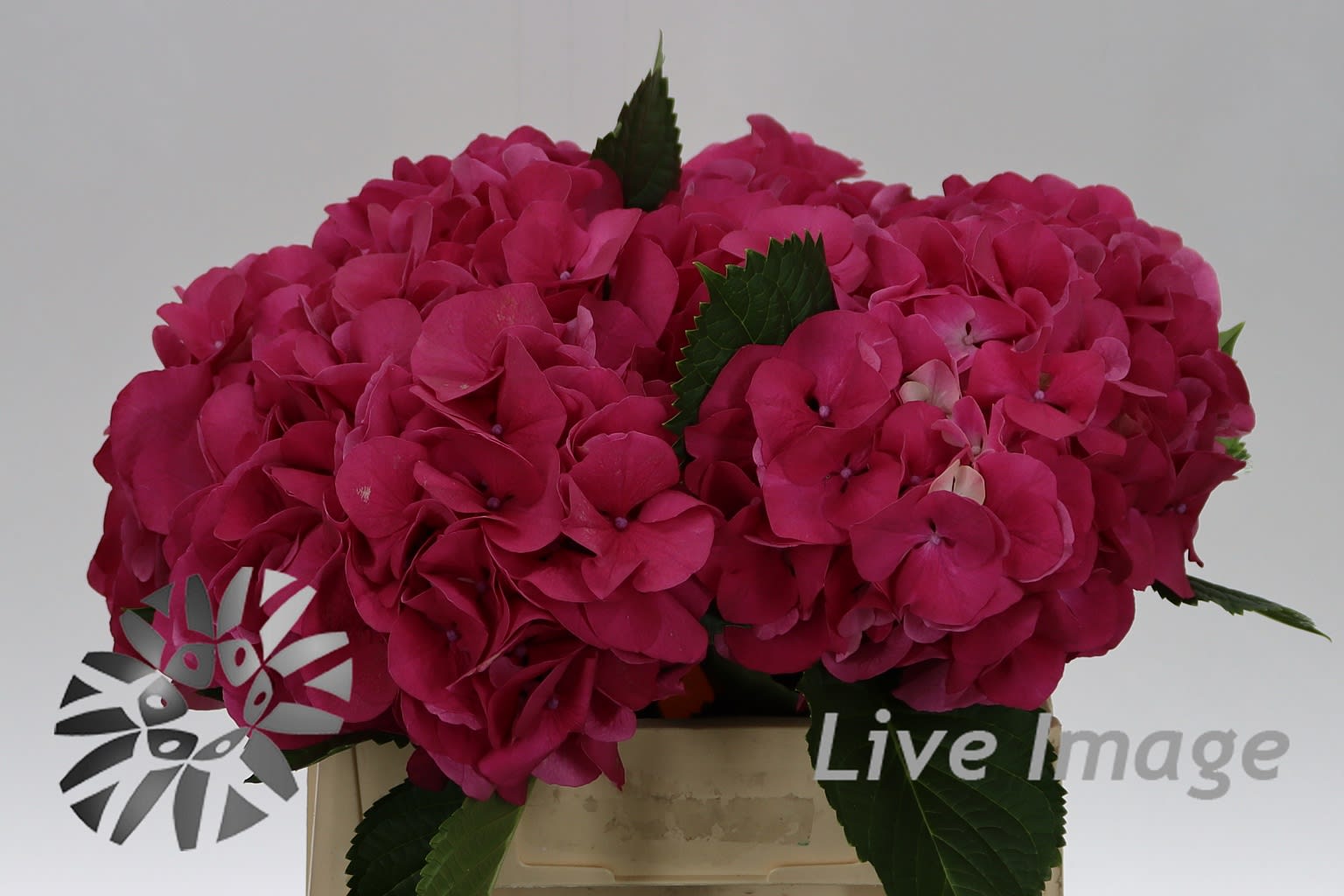 Срезанные цветы оптом Hydrangea sibilla red от 10шт. из Голландии с доставкой по России